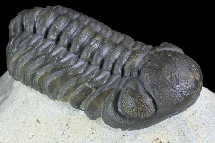 Austerops Trilobite - Excellent Eye Facets #89324